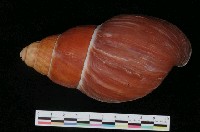 藏品(左旋大蝸牛)的圖片